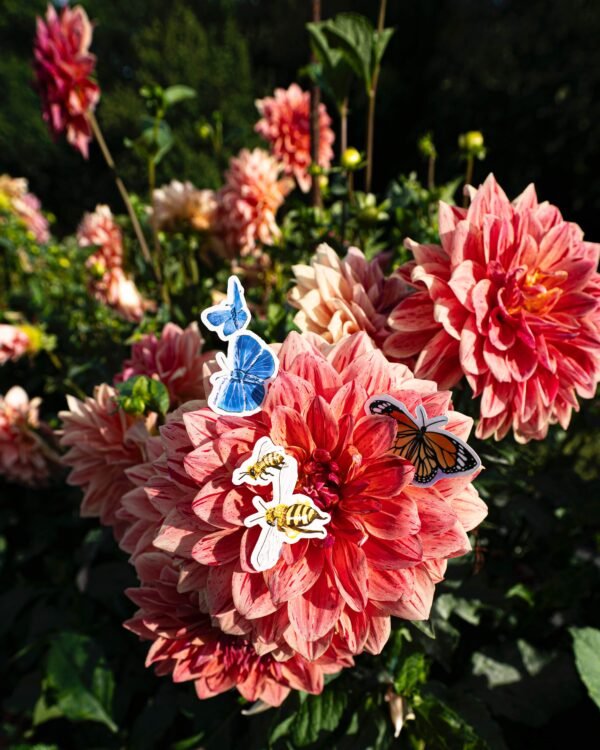 Sticker papillon argus bleu