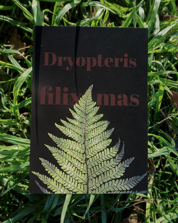 Affiche fougère mâle (Dryopteris filix mas)