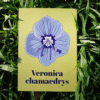 Affiche véronique petit chêne (Veronica chamaedrys)