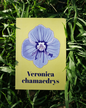 10 Affiche véronique petit chêne (Veronica chamaedrys)