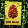 Affiche pin maritime (Pinus pinaster)