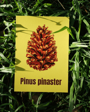11 Affiche pin maritime (Pinus pinaster)