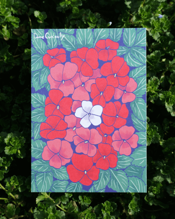 11 Carte postale impatiens