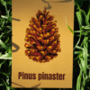 Affiche pin maritime (Pinus pinaster)