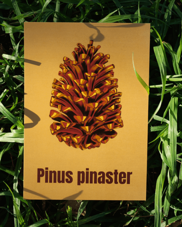 Affiche pin maritime (Pinus pinaster)