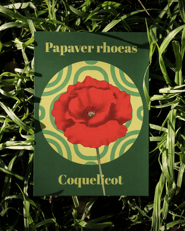 Affiche coquelicot (Papaver rhoeas)