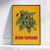 13 copie Affiche d’Arum d'Italie (Arum italicum)