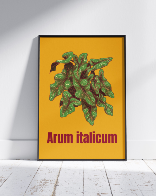 13 copie Affiche d’Arum d'Italie (Arum italicum)