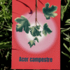 14 Affiche érable champêtre (Acer campestre)