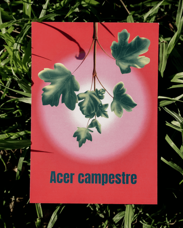 14 Affiche érable champêtre (Acer campestre)