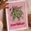14 copie Affiche d’Arum d'Italie (Arum italicum)