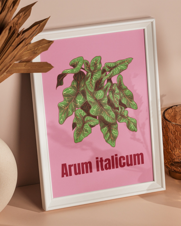 14 copie Affiche d’Arum d'Italie (Arum italicum)