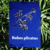 Affiche ronce (Rubus plicatus)