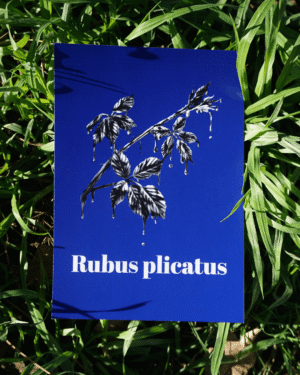 15 Affiche ronce (Rubus plicatus)