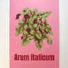 15 copie Affiche d’Arum d'Italie (Arum italicum)
