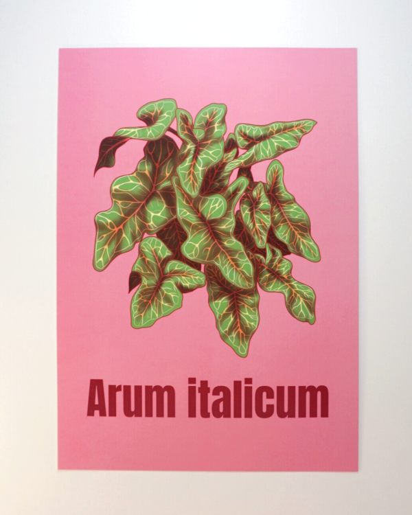 15 copie Affiche d’Arum d'Italie (Arum italicum)