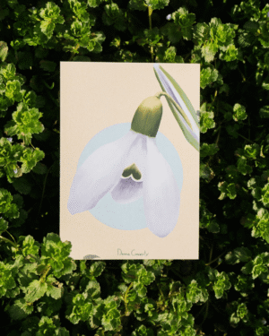 Carte postale perce-neige