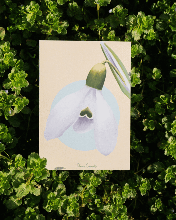 16 Carte postale perce-neige