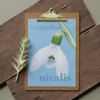 Affiche perce-neige (Galanthus nivalis)