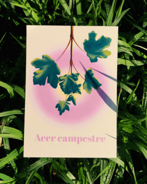 Affiche érable champêtre (Acer campestre)