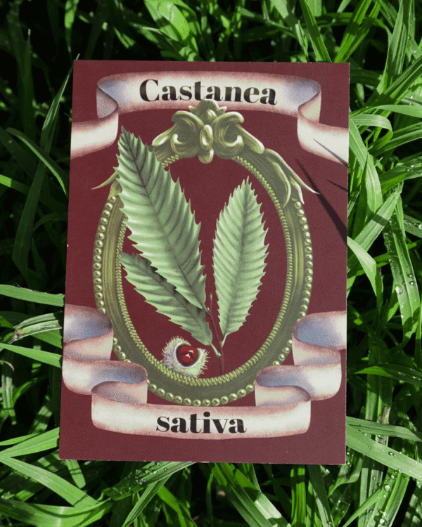 19 Affiche châtaignier (Castanea sativa)