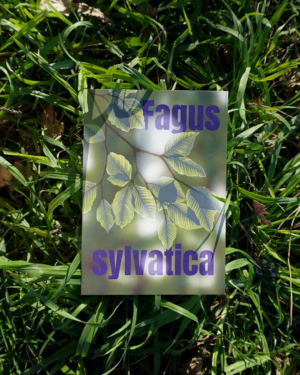 Affiche Hêtre (Fagus sylvatica)