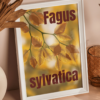 Affiche Hêtre (Fagus sylvatica)