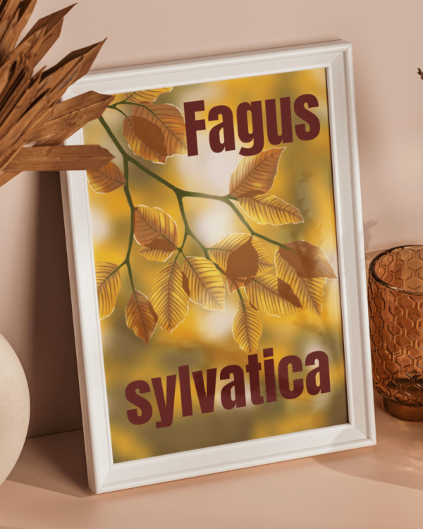 Affiche Hêtre (Fagus sylvatica)