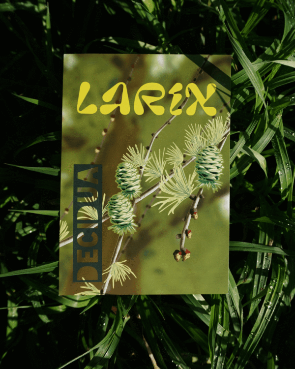 Affiche mélèze d'Europe (Larix decidua)