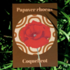 Affiche coquelicot (Papaver rhoeas)