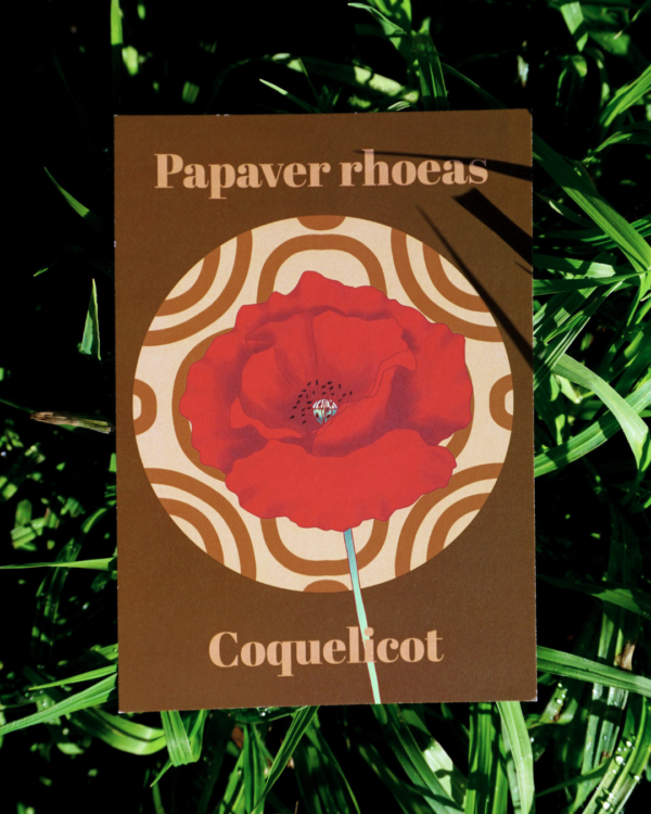 Affiche coquelicot (Papaver rhoeas)