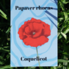 Affiche coquelicot (Papaver rhoeas)