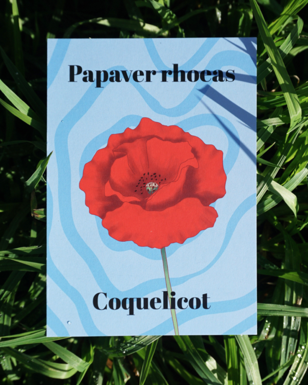 Affiche coquelicot (Papaver rhoeas)