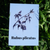 Affiche ronce (Rubus plicatus)