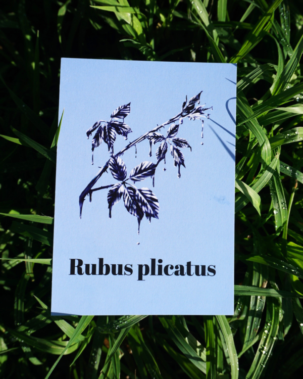 Affiche ronce (Rubus plicatus)
