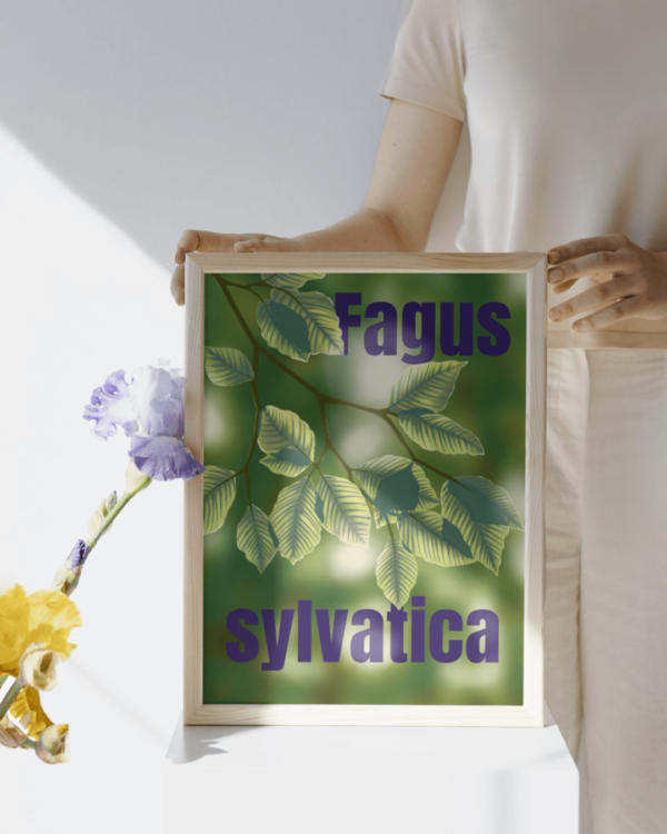 Affiche Hêtre (Fagus sylvatica)