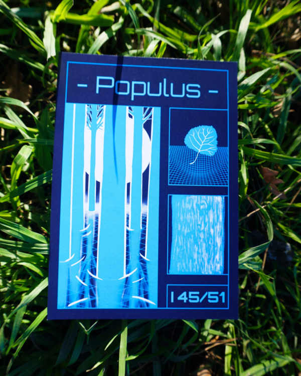 Affiche peuplier (Populus)