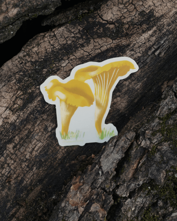 3 Sticker girolles