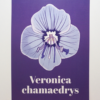 Affiche véronique petit chêne (Veronica chamaedrys)