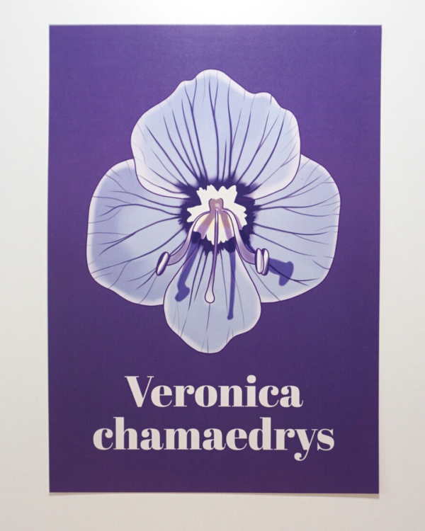 Affiche véronique petit chêne (Veronica chamaedrys)