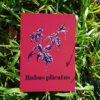 Affiche ronce (Rubus plicatus)