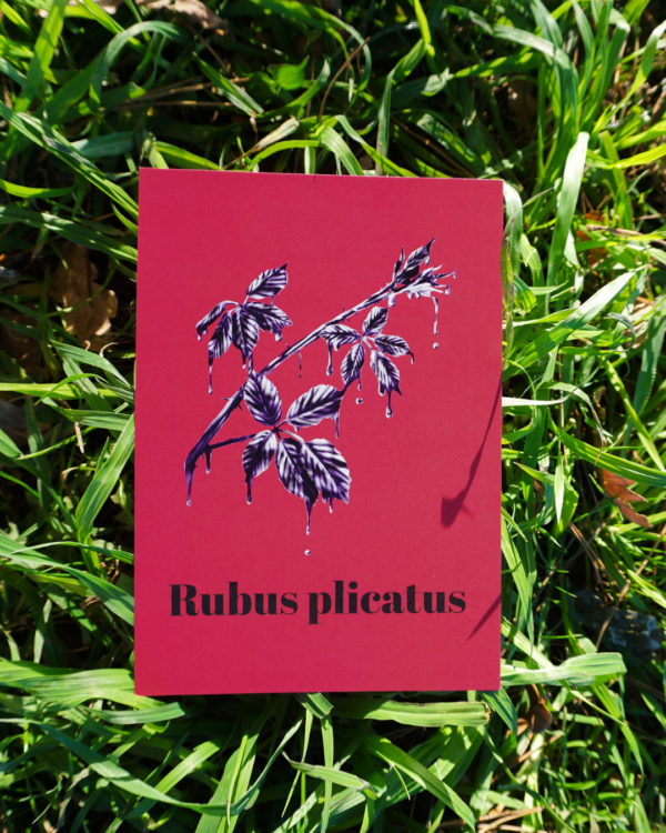 Affiche ronce (Rubus plicatus)