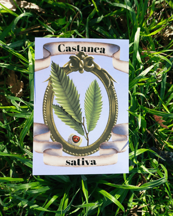 5 Affiche châtaignier (Castanea sativa)