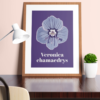 Affiche véronique petit chêne (Veronica chamaedrys)