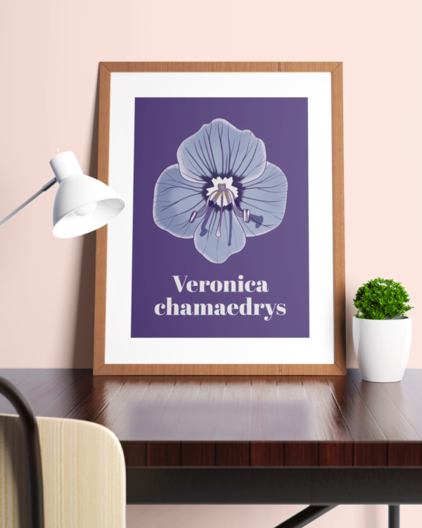 Affiche véronique petit chêne (Veronica chamaedrys)