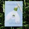 Affiche perce-neige (Galanthus nivalis)