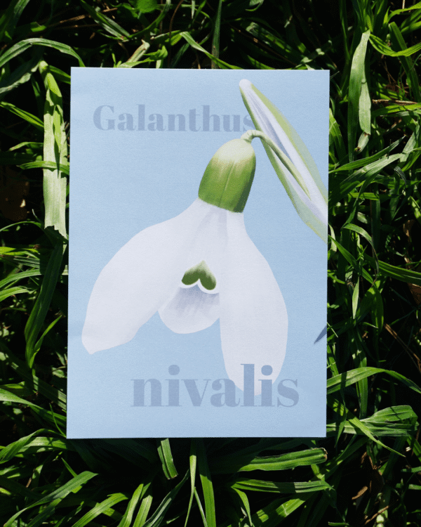Affiche perce-neige (Galanthus nivalis)