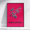 Affiche ronce (Rubus plicatus)