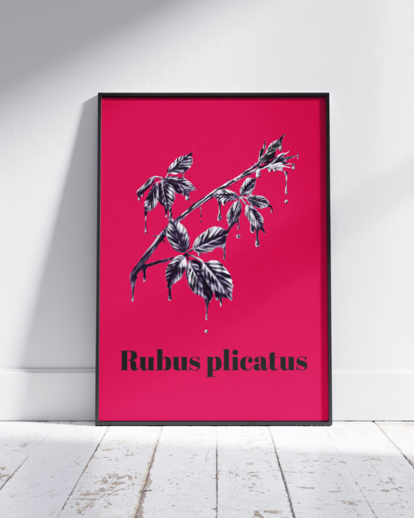 Affiche ronce (Rubus plicatus)