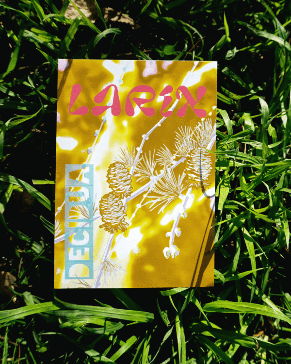 Affiche mélèze d'Europe (Larix decidua)